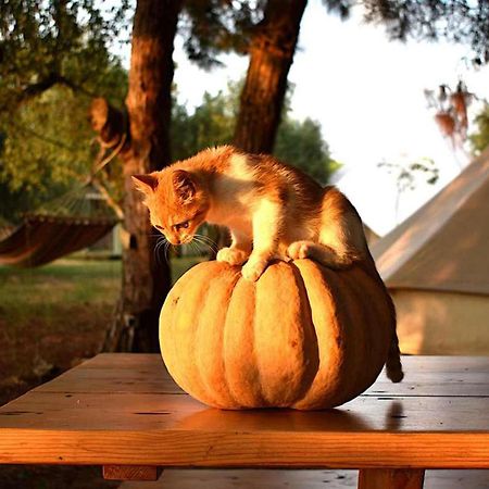 Glamping At A Lovely Tent In Skiaxtro- Marathopoli Villa Exterior photo